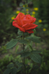 Fototapeta na wymiar beautiful rose