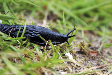 Slug in the grass
