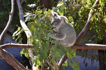 koala