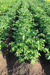 green potatoes growing up