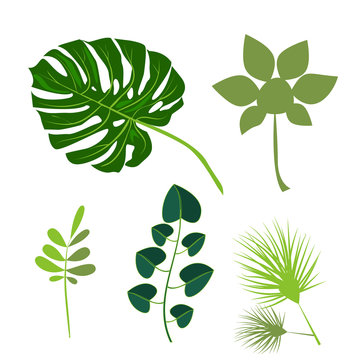 Tropical leaves palm summer exotic jungle green leaf vector illustration