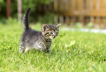 A gray striped kitten