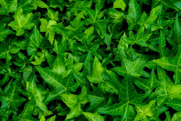 Dense thickets of ivy for background