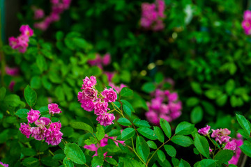 Bush roses for background