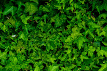 Dense thickets of ivy for background