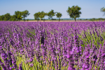 Naklejka premium Champ de lavande, Provence, France.