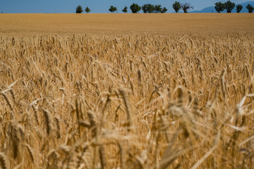 Champ de blé en été.