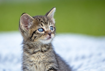 A gray striped kitten