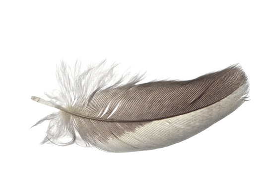 bird feather isolate/ gray bird feather isolate on white background, macro