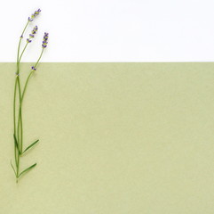 Lavender flowers on abstract colorful background. top view. flat lay. copy space