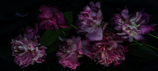 Withered pink peonies on a dark background. Low key.top view.banner