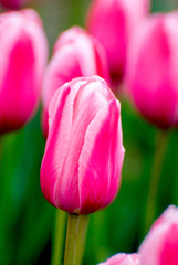 Flowers in the garden