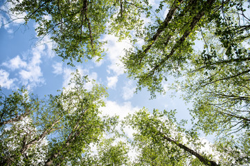 Fototapeta premium View of the sky in the Caucasus forest