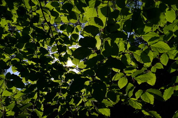 Blätterdach aus Buchenblättern (Fagus sylvatica)