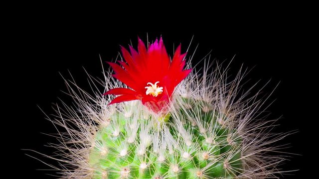 Time-Lapse of beautiful cactus or cacti flowers which are in their colorful blooming on black background. Timelapse opening red Parodia penicillata.