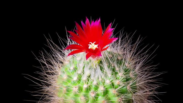 Time-Lapse of beautiful cactus or cacti flowers which are in their colorful blooming on black background. Timelapse opening red Parodia penicillata.