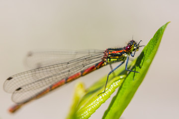 Immature Large Red Damselfly