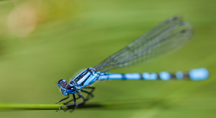 Common Blue Damselfly macro