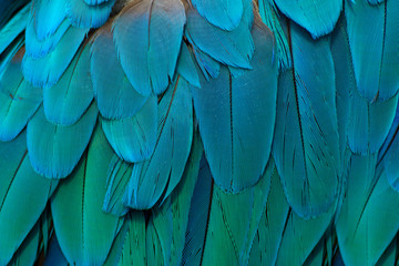 Parrot-like multicoloured,  blue feathers.