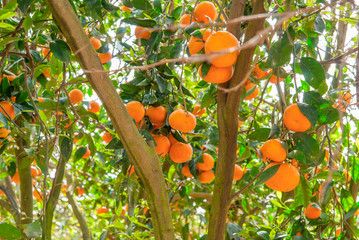 Ripe mandarin tree growing in the farm garden.