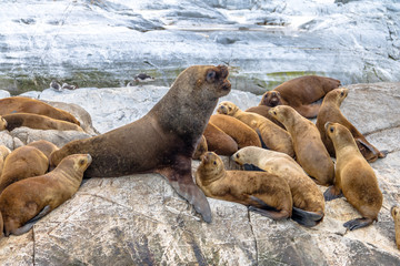 Sea Lions island - Beagle Channel, Ushuaia, Argentina