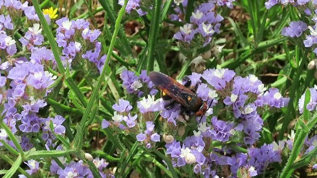 Scoliid wasps (Megascolia maculata) on sea-lavender (Limonium)