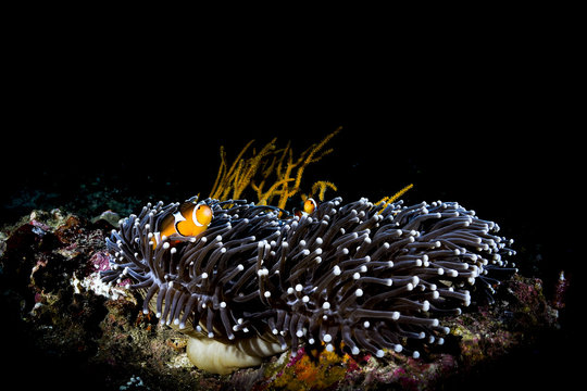 Clownfish and anemone in black background