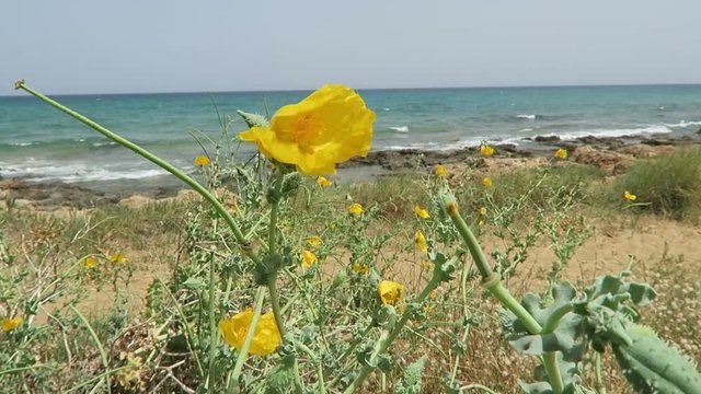 yellow hornpoppy growing on bay of Malia on Crete (Greece)