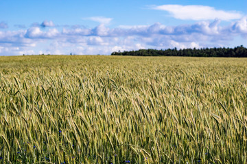 crop field in summer