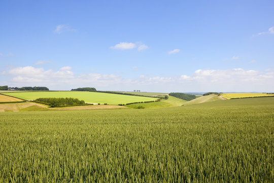 scenic wheat field