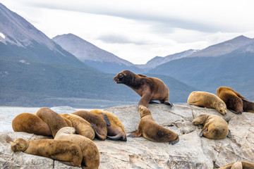 Fototapeta premium Sea Lions island - Beagle Channel, Ushuaia, Argentina