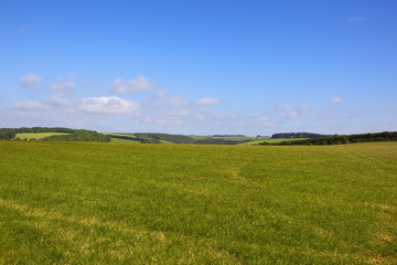scenic grazing meadow