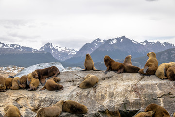 Sea Lions island - Beagle Channel, Ushuaia, Argentina