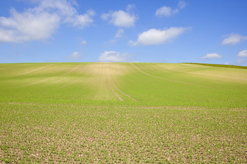 Obraz premium pea crop and blue sky