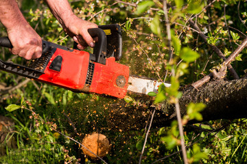 Electric saw saws wood