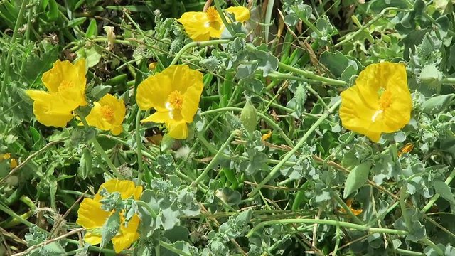 yellow hornpoppy growing on bay of Malia on Crete (Greece)