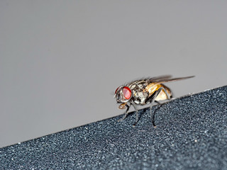 Housefly macro, on laptop.