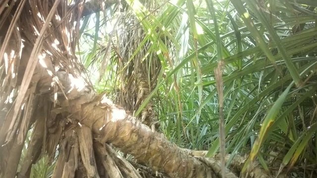 Looks like tropical winter (dry spell). Overgrown grass and stunted palm trees along Arabian sea - mixture of evergreen and deciduous
