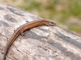 Lizard sitting on old log in nature