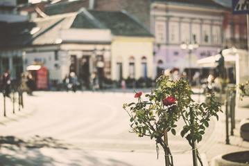 Beautiful Danube Street in Novi Sad with roses