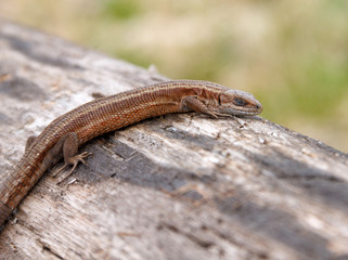 Lizard sleeping on old log in nature