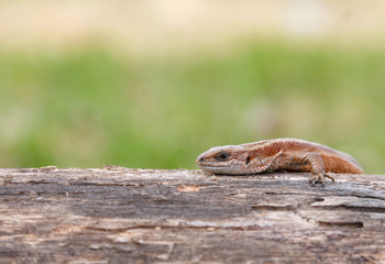 Lizard sitting on old log in nature