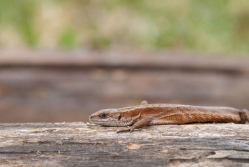 Lizard sitting on old log in nature