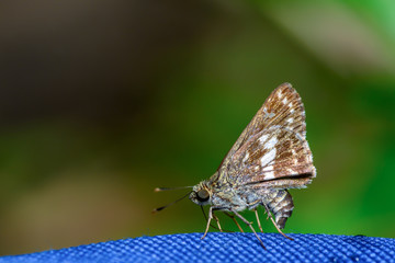 Moore's Ace or Halpe porus, beautiful butterfly with colorful background.