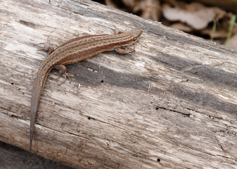 Little brown lizard sitting on old log in nature
