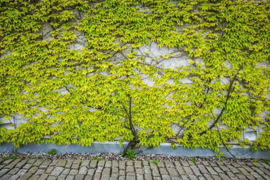 A Green Leafy Wall Next To The Road.