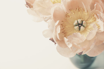 Pink peonies in blue vase on white background