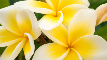 Obrazy na Plexi  Zbliżenie żółtych kwiatów tiare na zielonym tle na zewnątrz