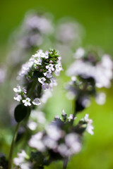 Obraz premium Lemon thyme