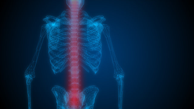 Spinal cord a Part of Human Skeleton Anatomy. 3D illustration